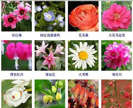 花卉植物大全