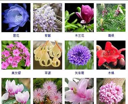 花卉植物大全