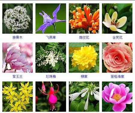 花卉植物大全