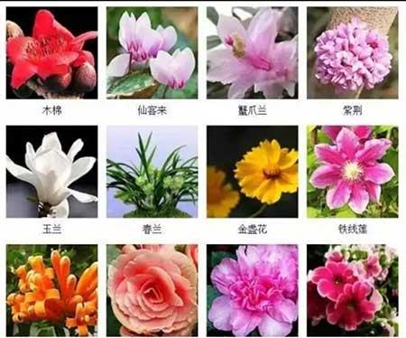 花卉植物大全