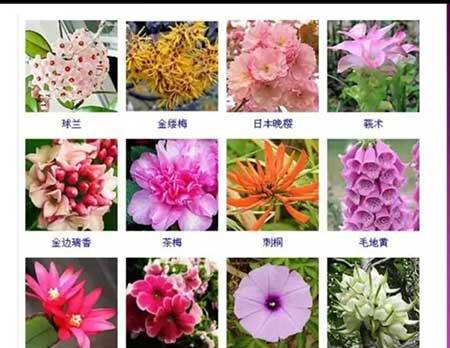 花卉植物大全