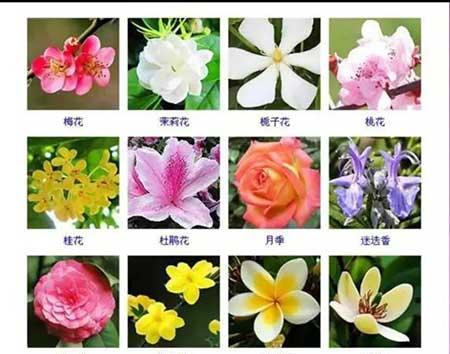 花卉植物大全