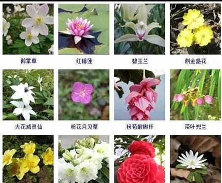 花卉植物大全