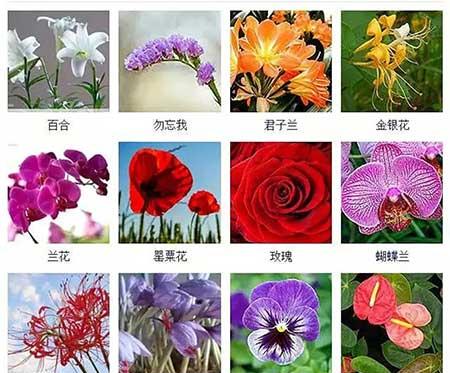 花卉植物大全