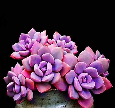 紫气东来绿植怎么养