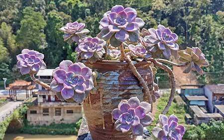 紫气东来绿植怎么养