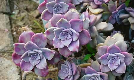 紫气东来绿植怎么养