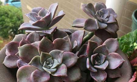 紫气东来绿植怎么养