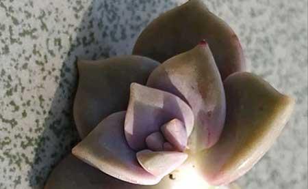 紫气东来绿植怎么养