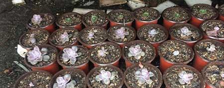 紫气东来绿植怎么养