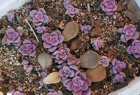 紫气东来绿植怎么养