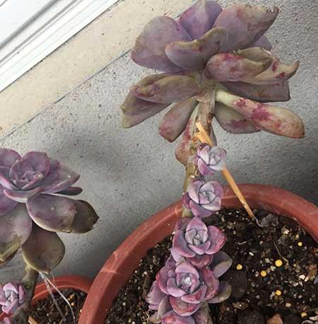 紫气东来绿植怎么养