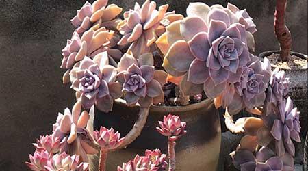 紫气东来绿植怎么养