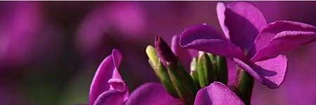 紫罗兰盆栽怎么养