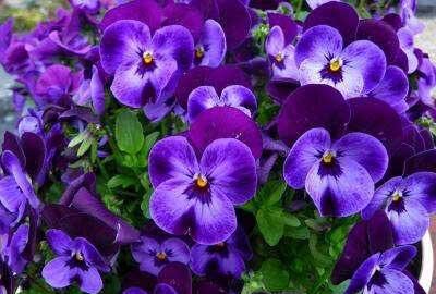 紫罗兰盆栽怎么养