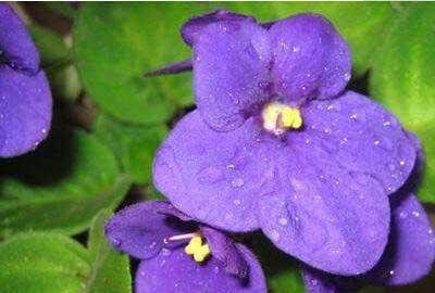 紫罗兰盆栽怎么养