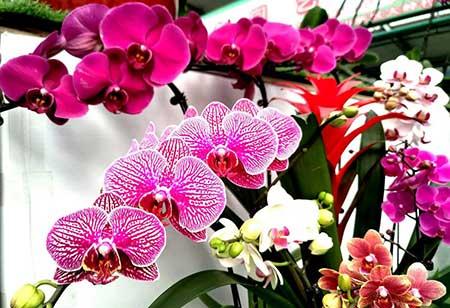 花卉蝴蝶兰养殖