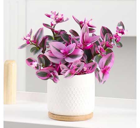 难养的花卉排名