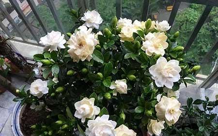 难养的花卉排名
