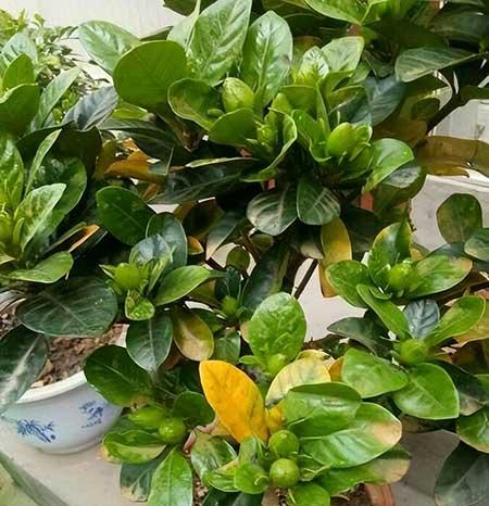 难养的花卉排名