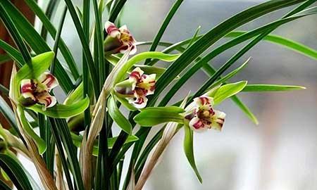 难养的花卉排名