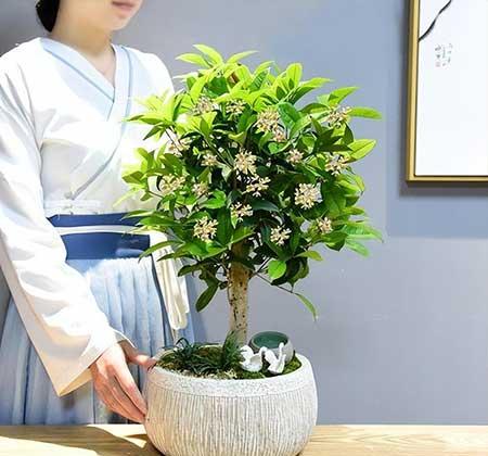 难养的花卉排名