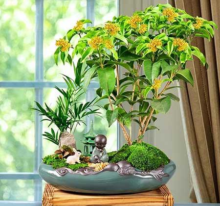 难养的花卉排名