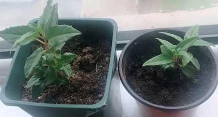难养的花卉排名