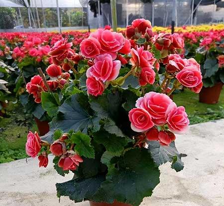 难养的花卉排名