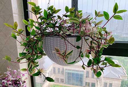 难养的花卉排名
