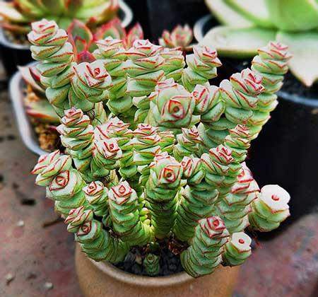 十种最好养的花