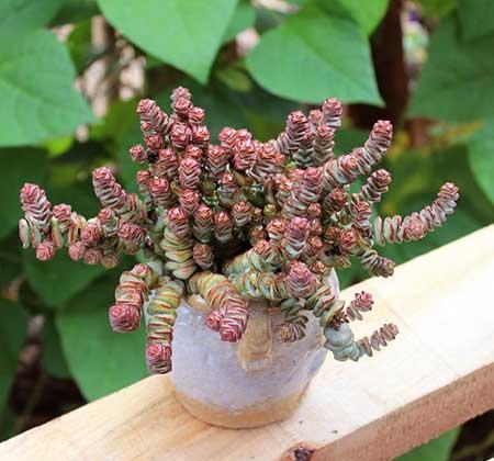 十种最好养的花