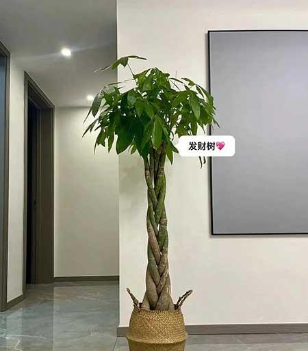 适合客厅养的绿植有哪些