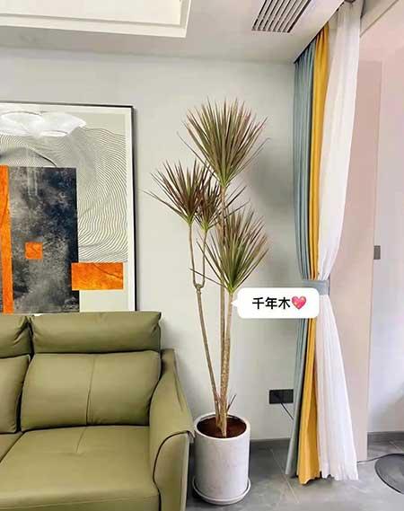 适合客厅养的绿植有哪些