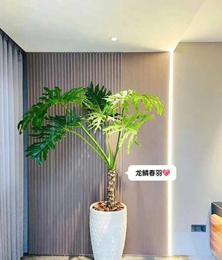 适合客厅养的绿植有哪些