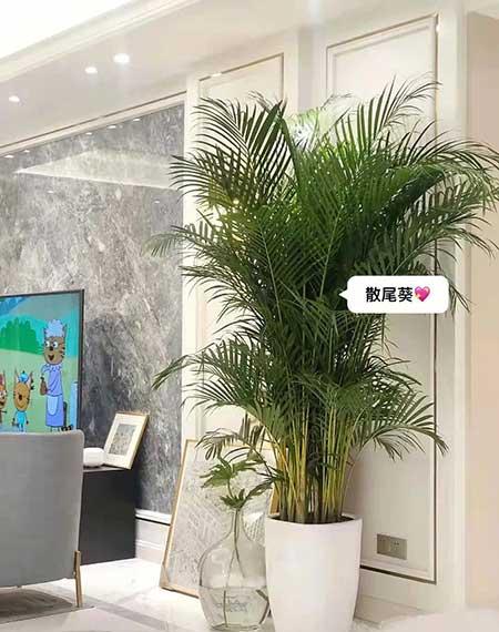 适合客厅养的绿植有哪些