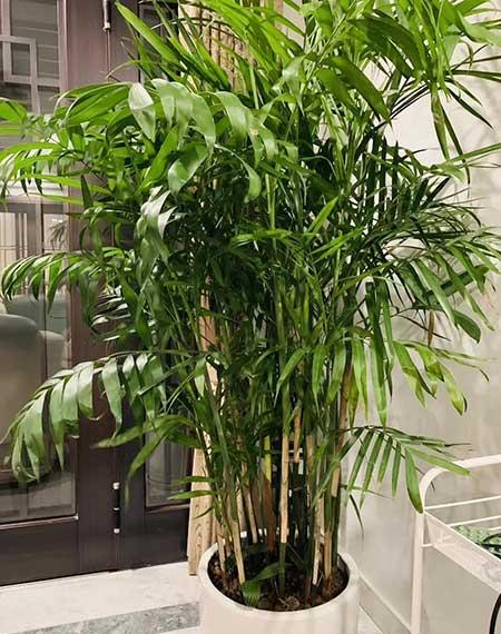 适合客厅养的绿植有哪些