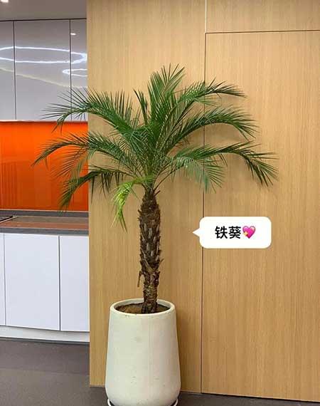 适合客厅养的绿植有哪些