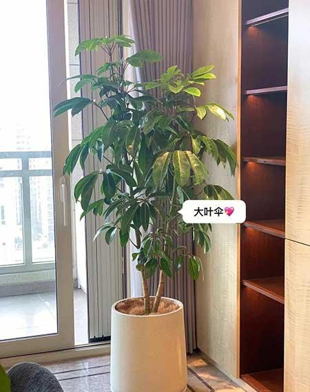 适合客厅养的绿植有哪些