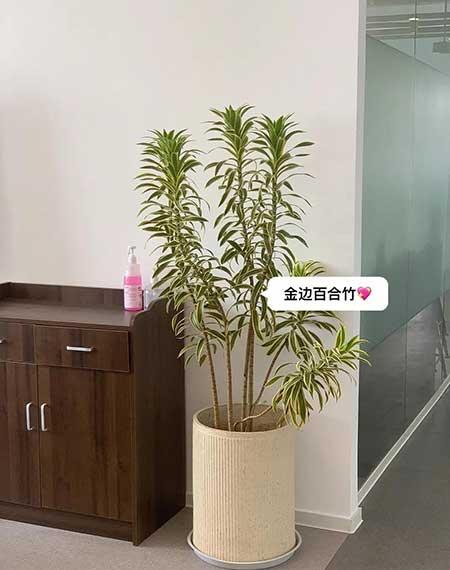 适合客厅养的绿植有哪些