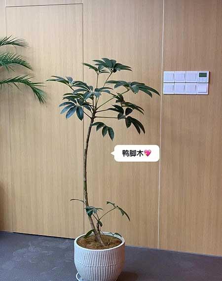 适合客厅养的绿植有哪些