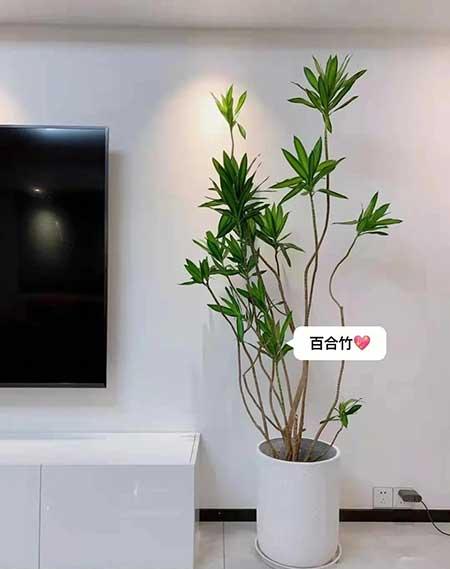 适合客厅养的绿植有哪些