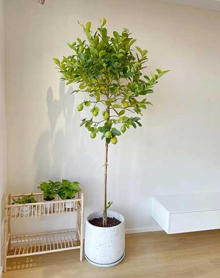 适合客厅养的绿植有哪些