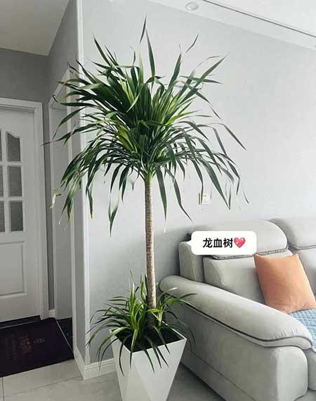 适合客厅养的绿植有哪些