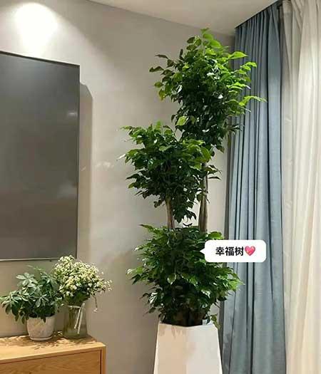 适合客厅养的绿植有哪些