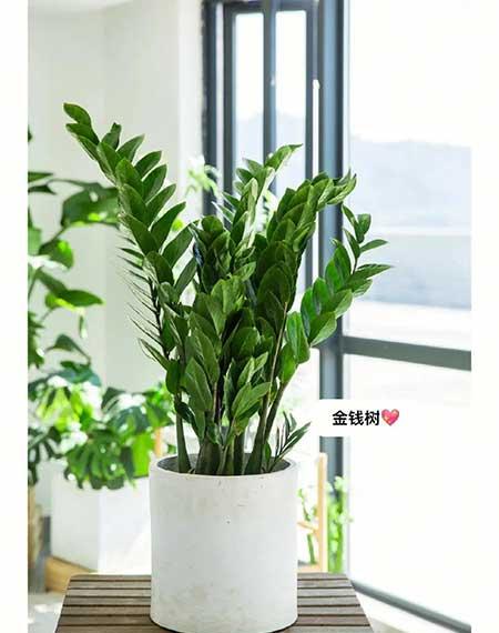适合客厅养的绿植有哪些
