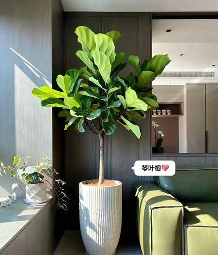适合客厅养的绿植有哪些