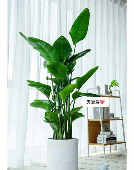 适合客厅养的绿植有哪些