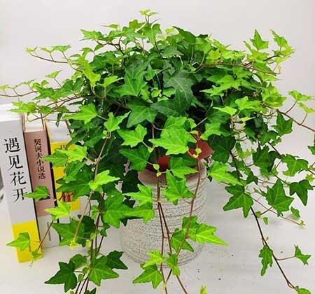 室内最好养的花卉排名