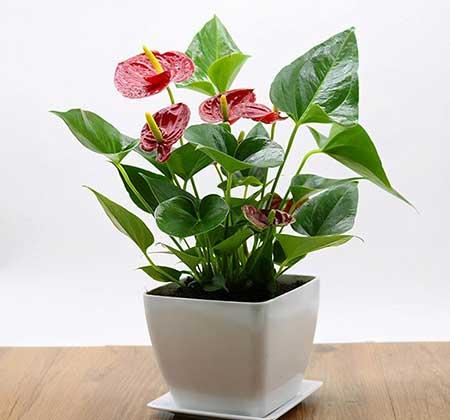 室内最好养的花卉排名